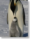 emperor and chick
